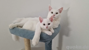 Maine Coon Mix Mädchen 