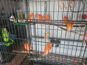    rote Kanarienvögel  Bild 5