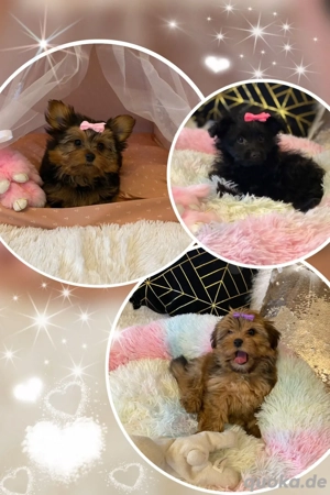 Mini Yorkshire Welpen Mix