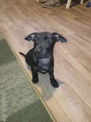 Prager rattler Rüden mix klein bleibend