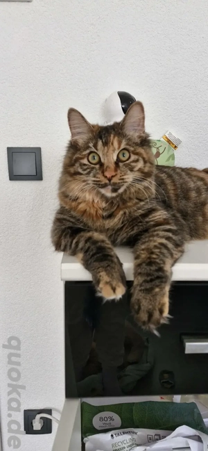 Kitten Katze Katzenbaby Kurilian Bobtail 