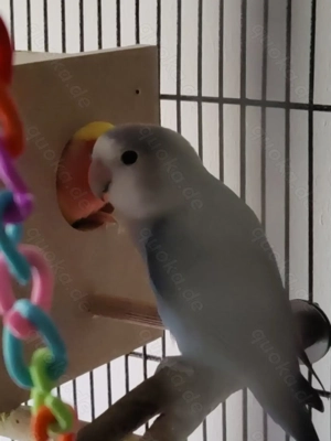 Rosenköpfchen Pärchen Bild 2