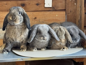 Noch 4 handzahme Zwergwidder Kaninchen Hasen SOFORT