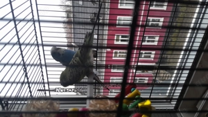 Wellensittiche zum Verkauf 