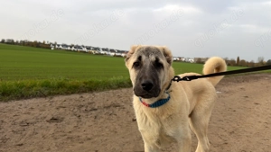 Kangal Welpe reinrassig 