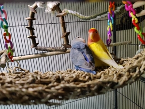 Rosenköpfchen Pärchen