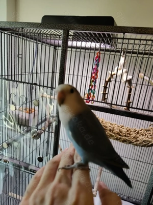 Rosenköpfchen Pärchen Bild 6