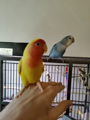 Rosenköpfchen Pärchen Bild 7