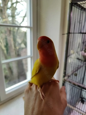 Rosenköpfchen Pärchen Bild 8