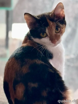 Schöne Glückskatze und lieber weißer Kater