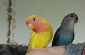 Rosenköpfchen Pärchen Bild 4