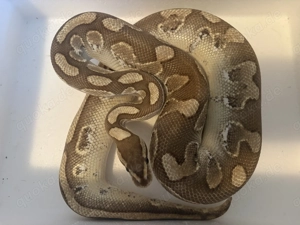 1.0 Königsphyton (Phyton regius) 