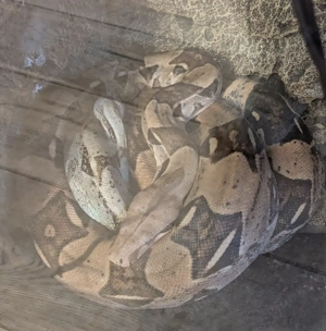 Boa Pärchen gegen Schutzgebühr abzugeben