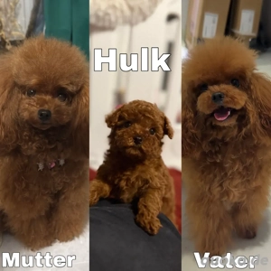 reinrassige asiatische toypudel rot 