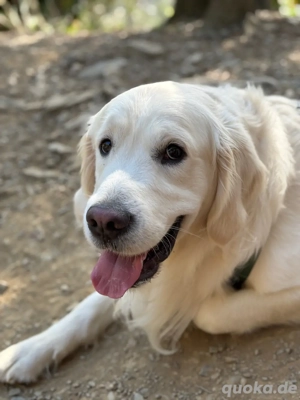 Golden Retriever Deckrüde
