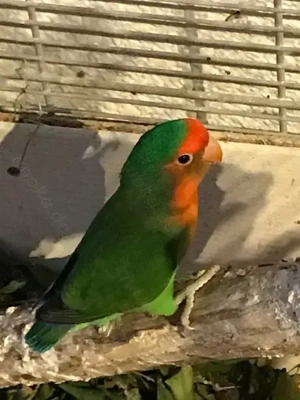 Zwergpapagei Rosenköpfchen