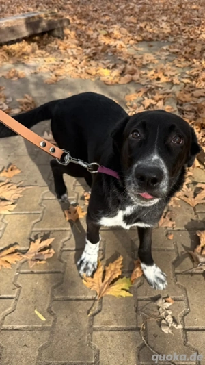 Labrador Mix Zoja sucht ihre Familie