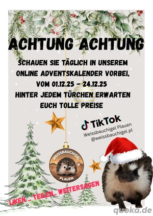 afrikanische Weißbauchigel 