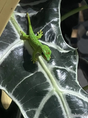 Madagaskar-Taggeckos NZ