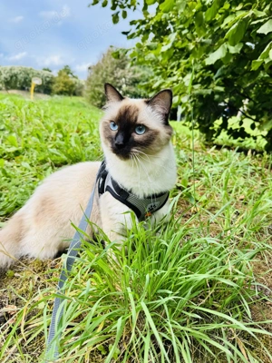 Heilige Birma Deckkater 