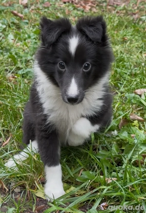 Traumhafter Bi Black Rüde FCI VDH