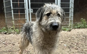 Fiete - sanfter Riese sucht Zuhause