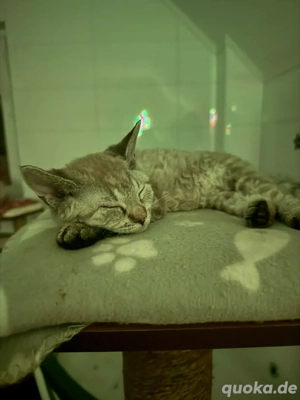 kitten mit tigerfell