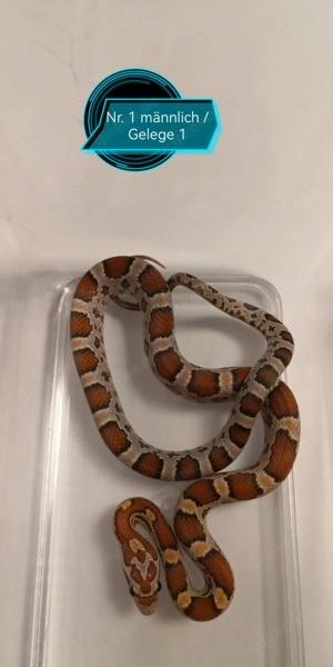 Kornnatter Jungtiere von 2025