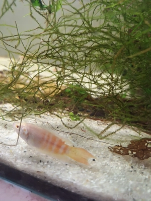 Makropode Albino oder Rot