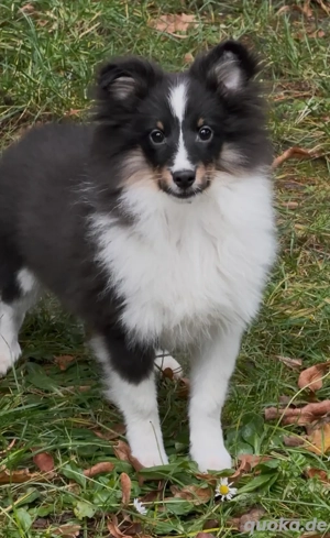 Fantastischer Tricolor Rüde FCI VDH