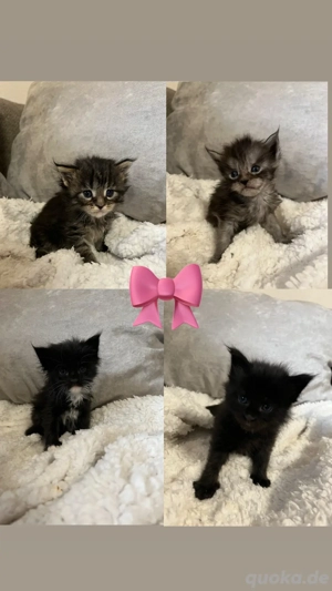 Wunderschöne Maine Coon Kätzchen