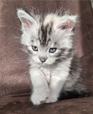Maine Coon Kitten, BLUE eyed,  Stammbaum. 