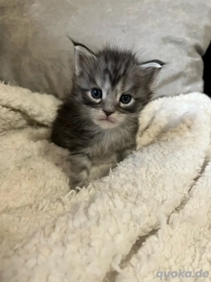 Wunderschöne Maine coon katzchen 