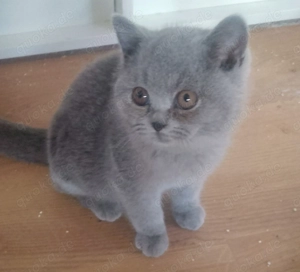 BKH Karteuser Kater blau