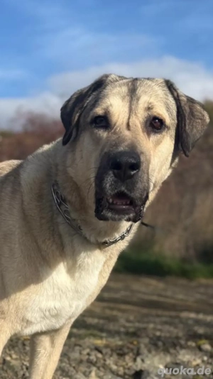 Sandra mit wunderbarem charakter