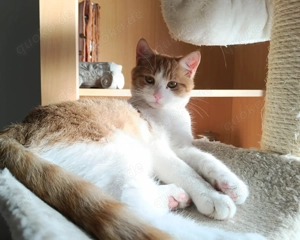 EKH Mix Kitten Rot Weiss Kater und Kätzchen