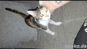 Kleine katze zoe sucht ein zuhause 