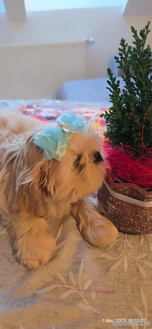 Hunde welpen Shih-Tzu