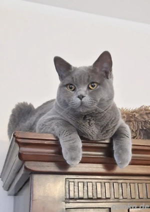 BKH-Deckkater- KEIN Verkauf