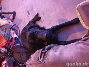 Mischling Schäferhund Retriever 