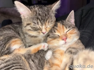 Zwei liebevolle Katzen suchen gemeinsam ein neues Zuhause