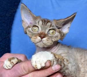Kitten Devon Rex , absolut lieb und verspielt . 
