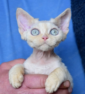 Devon Rex Kitten   weiblich und männlich