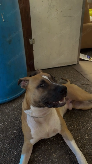 Sucht dringend neues zu Hause 