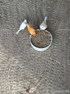 5 kanarien zur abgabe 