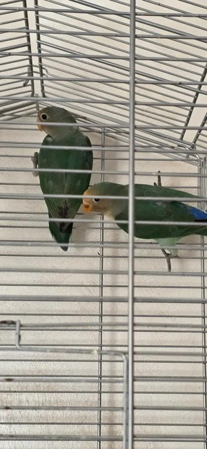 Unzertrennliche, Agaporniden, Pfirsichköpfchen 