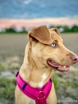 nala sucht ein neues zuhaus