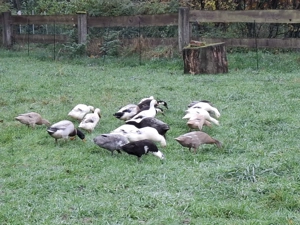 Bio Laufenten Erpel Enten aus 2025 Schneckenfresser