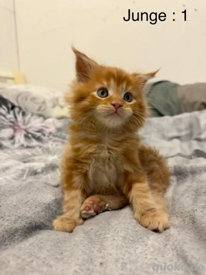 Reinrassige Maine Coon Kitten suchen ein liebevolles Zuhause!