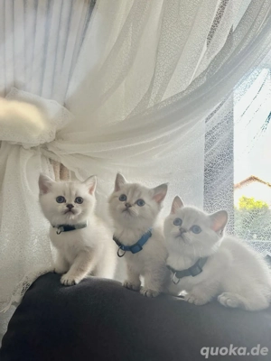 Reinrassige BKH Babykatzen mit blauen Augen